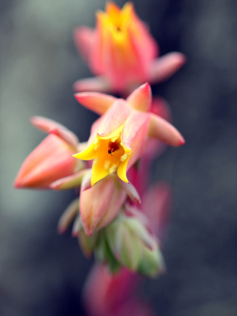 Three pink tulips on white background
