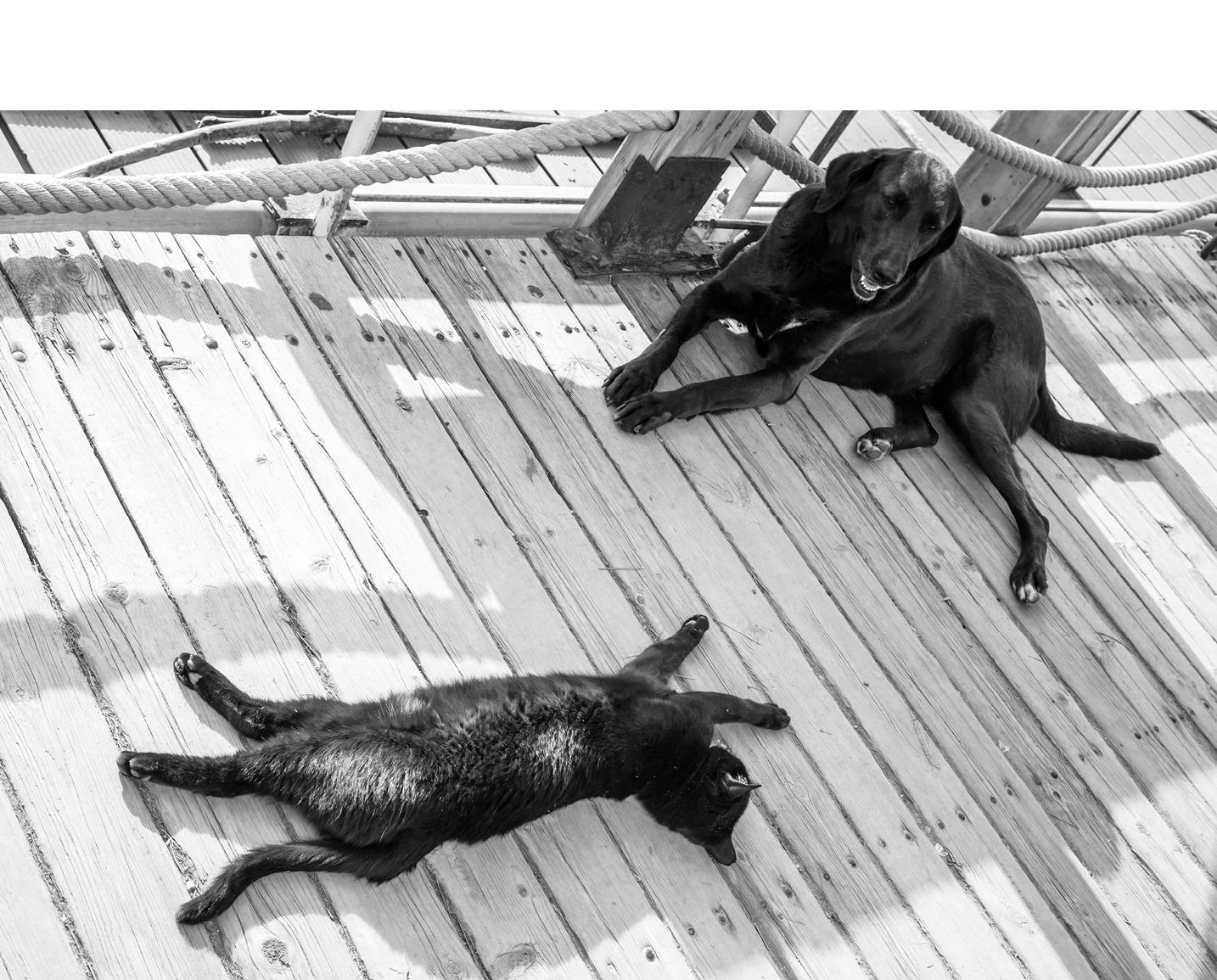 Black homeless cat and dog rest in the shadow on wooden floor