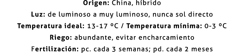 Origen: China, híbrido Luz: de luminoso a muy luminoso, nunca sol directo Temperatura ideal: 13-17 ºC / Temperatura m...